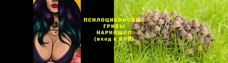 купить  сайты  Канаш  Галлюциногенные грибы Psilocybe 